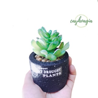 Chậu sen đá Giả C02