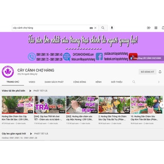 Sen Vỉ Mini Cây Trang Trí Để Bàn