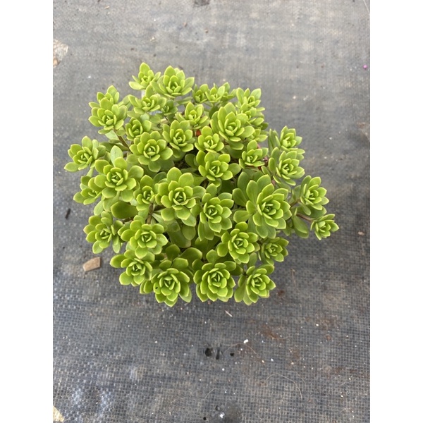 sen đá sedum hoa hồng xanh (size trung)