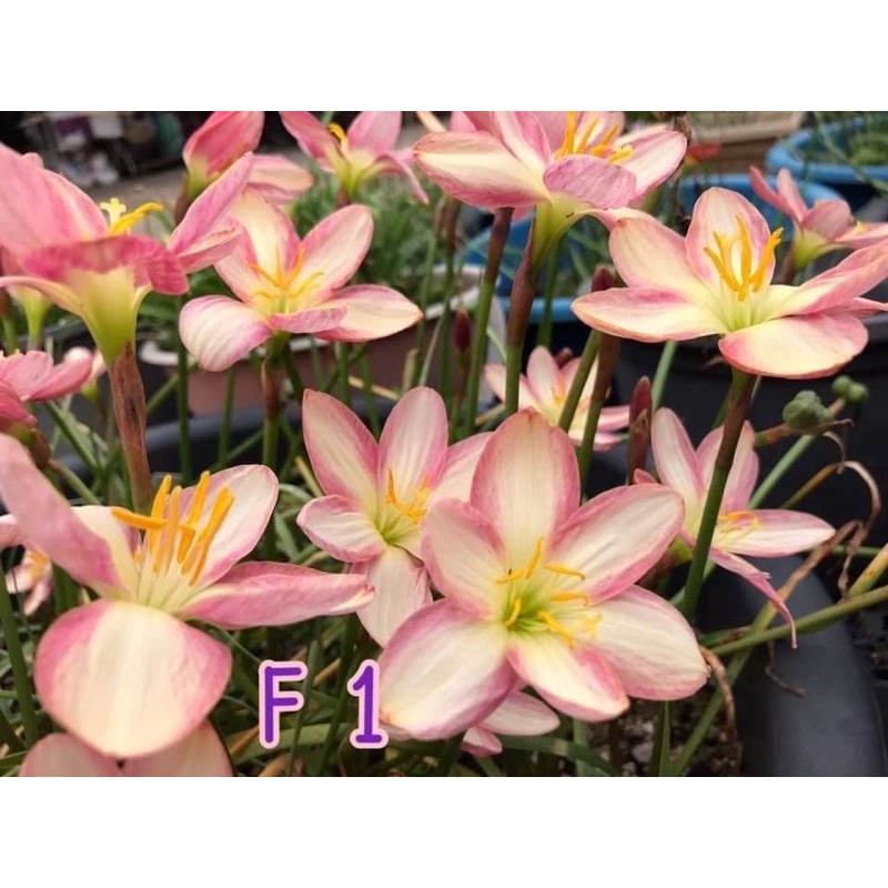 Củ huệ mưa ngoại F1 bảo hành mặt hoa