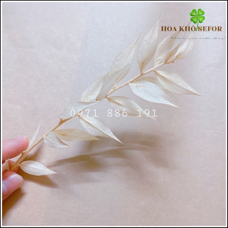 Lá Phú Quý mini 🍀Lá Khô, hoa khô decor 🍀 Trang trí, làm đồ HandMade