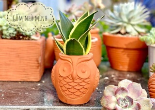 Chậu Cú đất nung (mẫu lu)