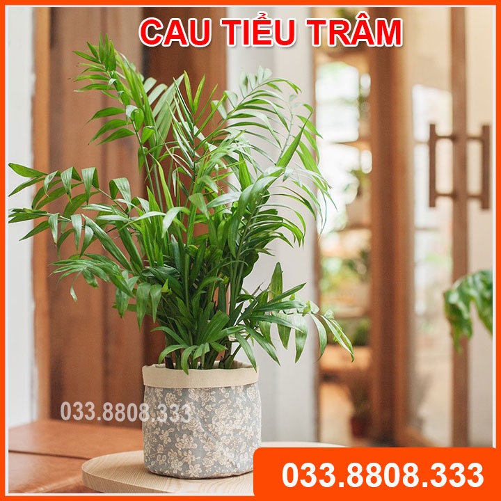 Cây Cau Tiểu Trâm ( Chậu Nhựa Nâu) - Cây phong thủy, Cây nội thất