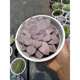 Sen đá hồng dĩa giống hiếm
