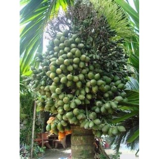 giống cau lùn tứ quý