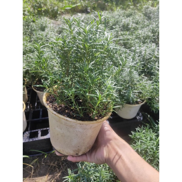 Cây hương thảo