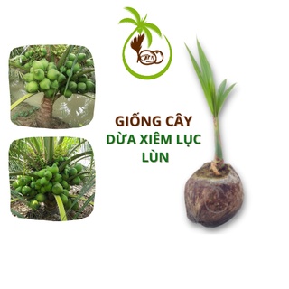 Giống CÂY DỪA XIÊM LỤC - tại Bến Tre | 18 Tháng Cho Trái - 2 Mo Nang - Trái Màu Xanh Lục [Xuất Khẩu NB, US, EU