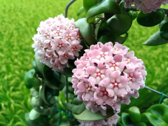 Cẩm cù xoắn cây giống