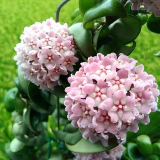 Cẩm cù xoắn cây giống