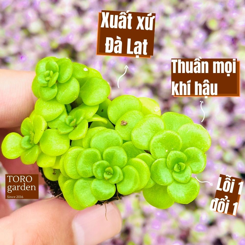 Sen đá sedum vảy cá Đà Lạt size mini cây cảnh trang trí nhà cửa Toro garden