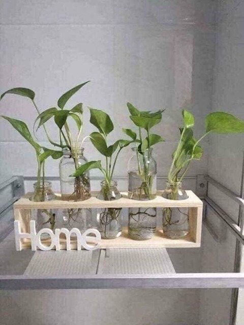 Set 5 lọ hoa kèm kệ gỗ Home