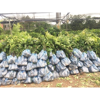Cây giống hạt dẻ Chestnut Trùng Khánh
