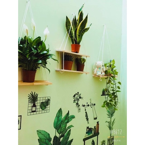 Ván gỗ thịt cao su làm kệ treo tường kích thước 40x12 FREE Hot tặng dây treo loại đẹp