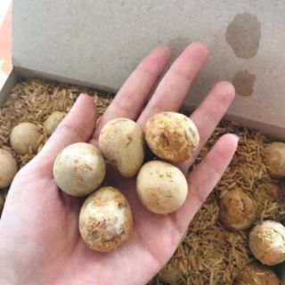 TRỨNG CÚT BẮC THẢO