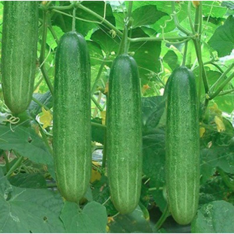 RAU CỦ QUẢ TƯƠI GIÁ BÌNH ỔN | BigBuy360 - bigbuy360.vn