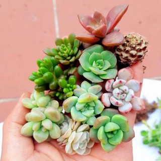 🎆🎆🎆combo 5 cây mix 5 loại sen đá.