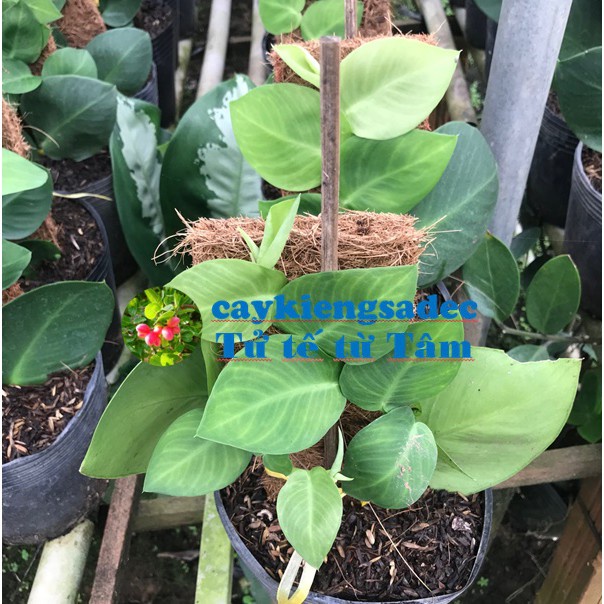 Caykiengsadec - Dây leo Tắc kè thái+ tặng phân bón - hoa kiểng lá-trang trí nội thất cảnh quan sân vườn ngoài trời