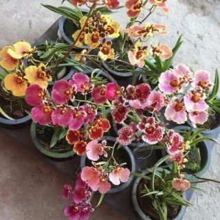 Vũ nữ bút chì cây giống