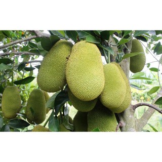 Cây mít thái siêu sớm