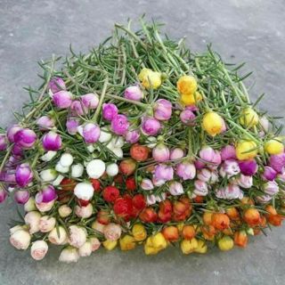 20 cành hoa mười giờ nhiều màu