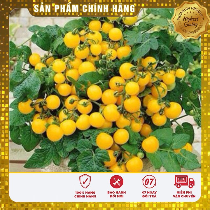 Hạt Giống Cà Chua Bi Bonsai Vàng Lucky seeds (30 hạt)