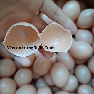 10 Trứng gà giả