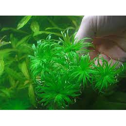 Cây Tonia_Thái dương thảo _Cây thủy sinh Cắt Cắm full lá nước