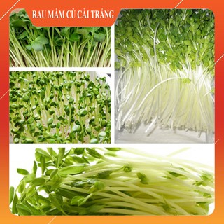 Hạt Giống Rau Mầm Củ Cải Trắng