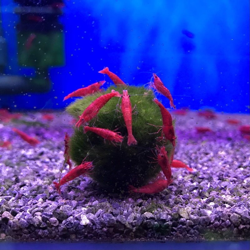 cầu rêu marimo - moss ball tảo cầu nhật bản - viên rêu cho tép