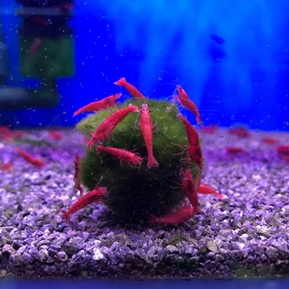 Cầu rêu marimo - moss ball tảo cầu nhật bản - viên rêu cho tép
