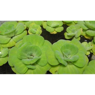 Bèo Cái  Cây thủy sinh lọc nước cực tốt [mua 50k co qua tang]