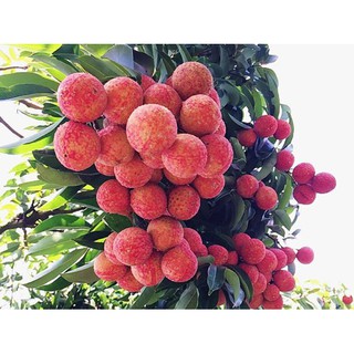 Cây giống Vải Thiều