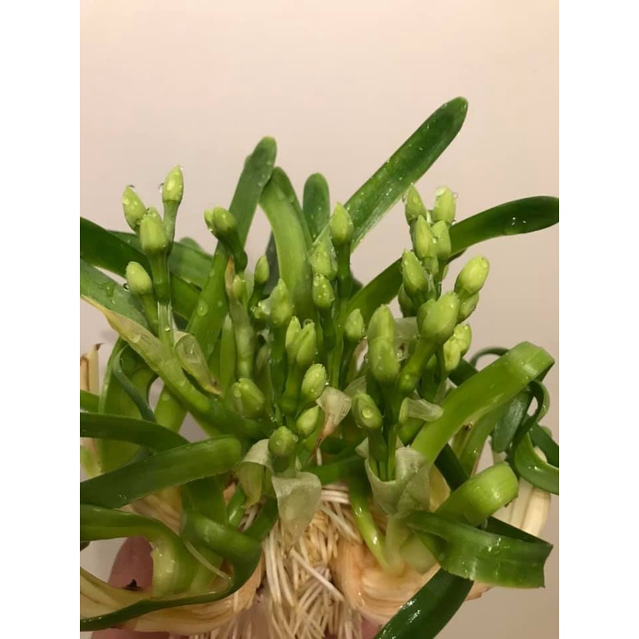 1 Củ Hoa Thủy Tiên size to loại thùng trắng 12 củ_Thủy tiên nước thủy sinh