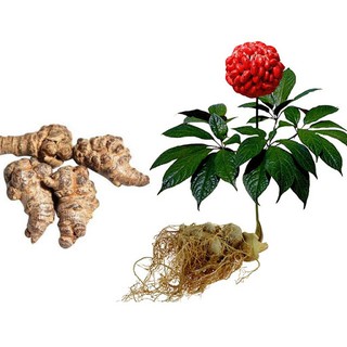 [RẺ VÔ ĐỊCH] Hạt giống cây tam thất bắc