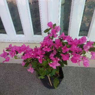 Giấy màu sát pháo