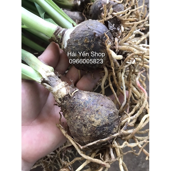 Củ Giống Hoa Lan Huệ Tây_1 củ