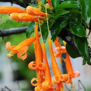 Thiên lí pháo- hoa chùm ớt cây leo 180k