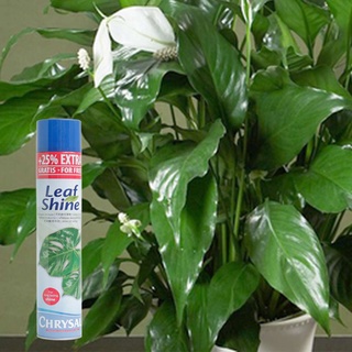 Chai xit bóng leaf shine