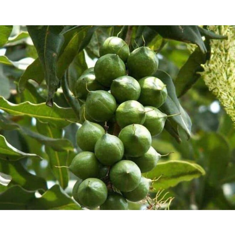 500gr Maccadamia sấy thơm ngon