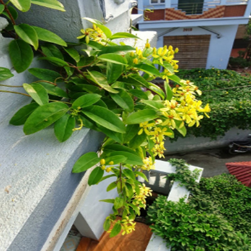 Cây Mai Hoàng Yến