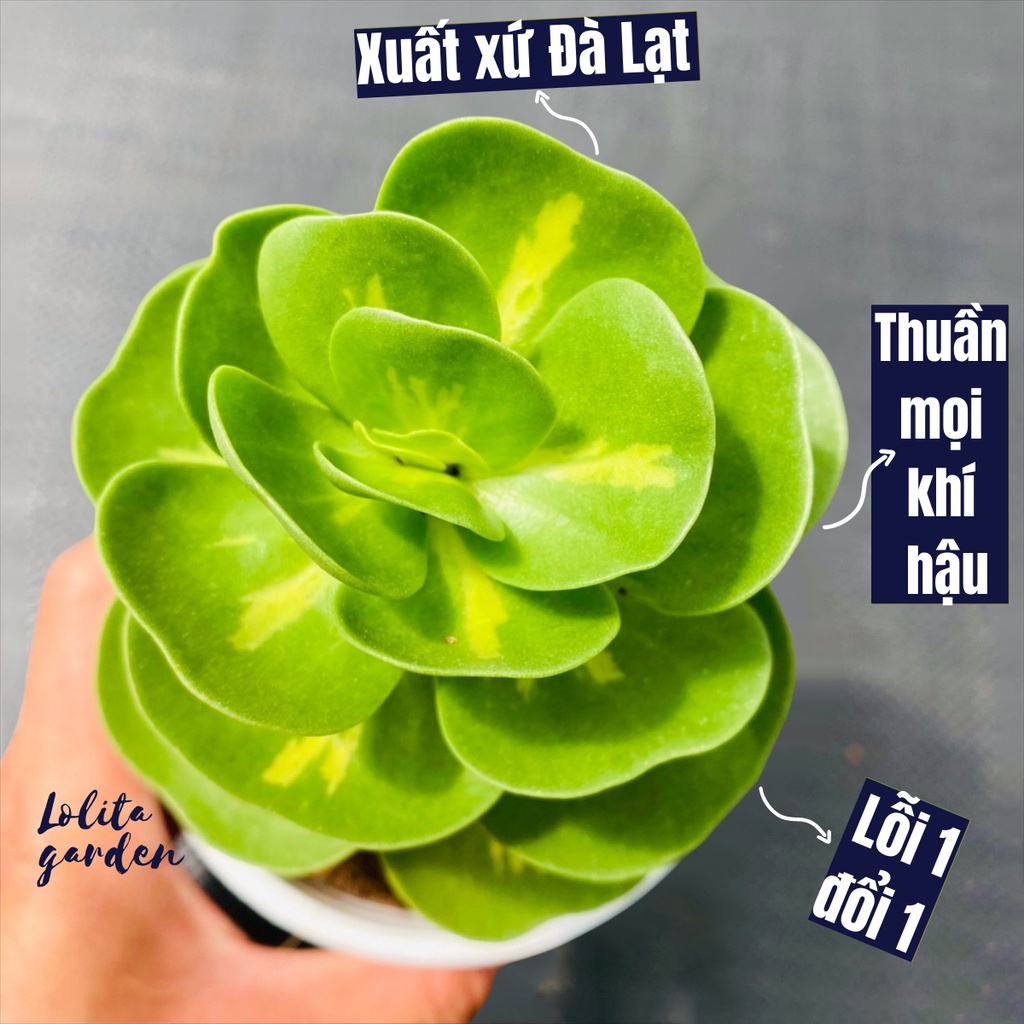 Sen đá lục bình var Đà Lạt size trung bình cây cảnh trang trí nhà cửa Lolita garden