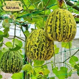 Hạt giống dưa bở thơm