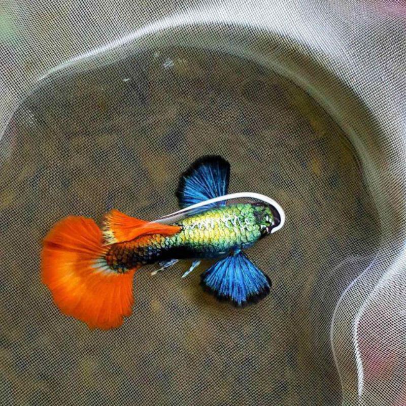 DumBo Red Tail 1 cặp.Tặng Thức Ăn