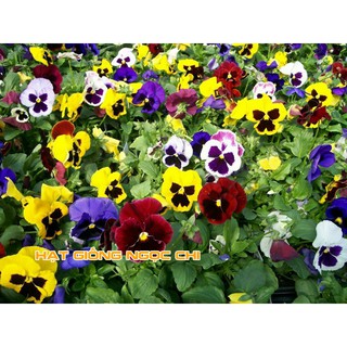 Hạt Giống Hoa Pansy Mix - 100 Hạt