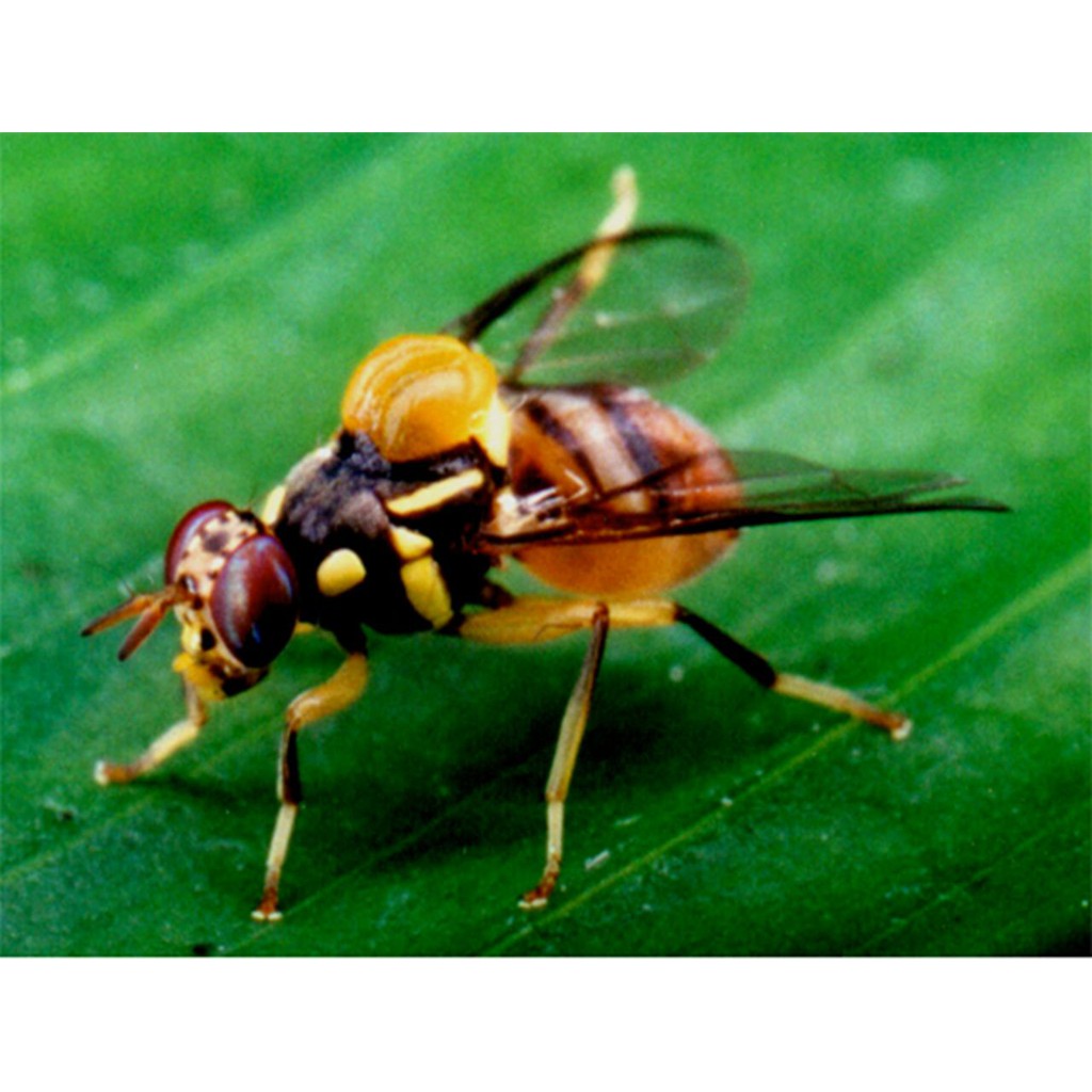 Diệt ruồi vàng, ruồi đục trái - TCT Clean (Chai 100ml)