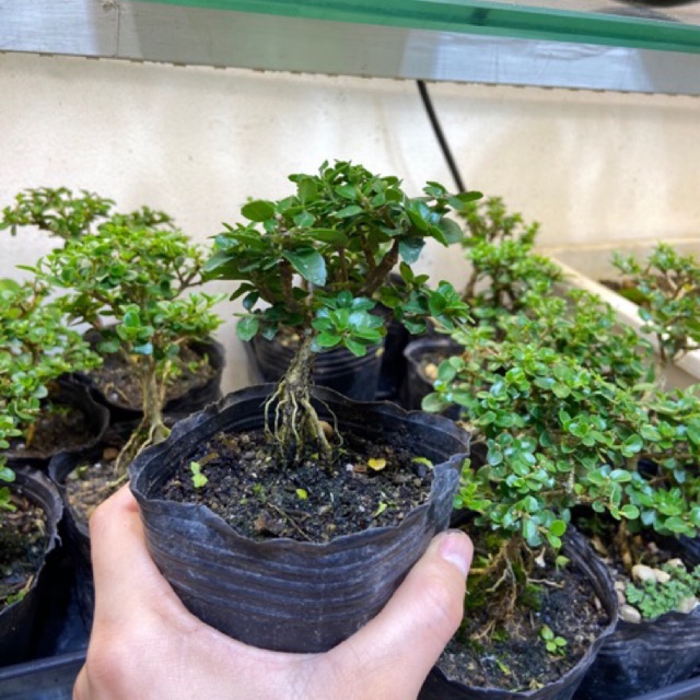 Bonsai mini sam hương trồng chậu, set hồ bán cạn