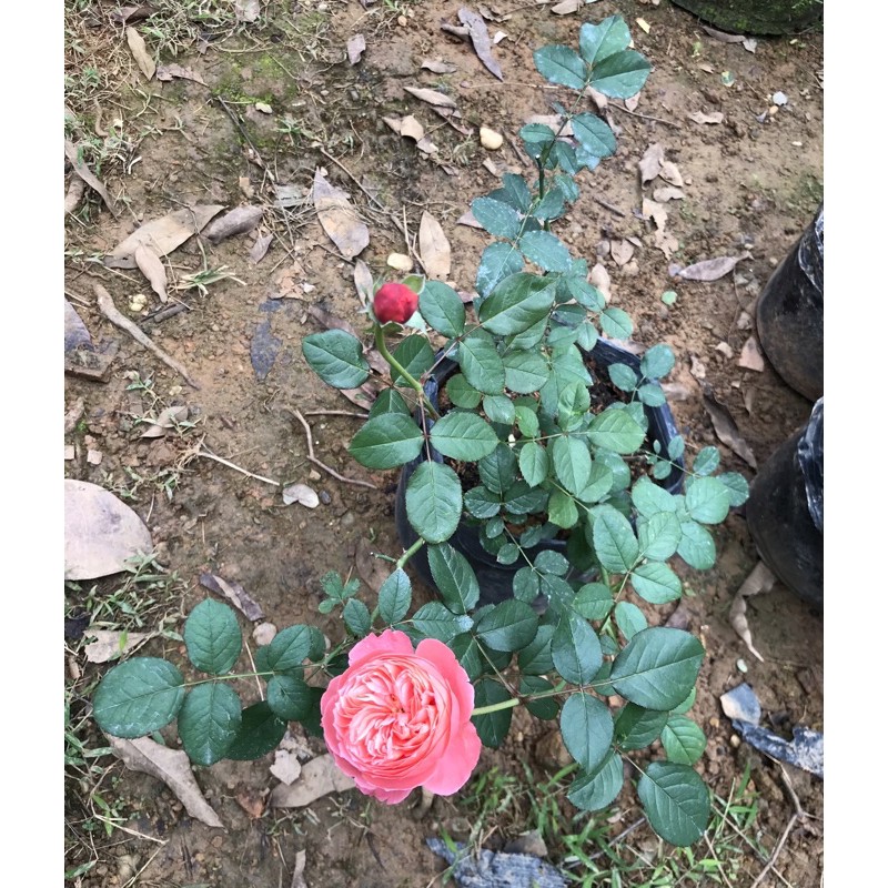 Hoa hồng flamigo