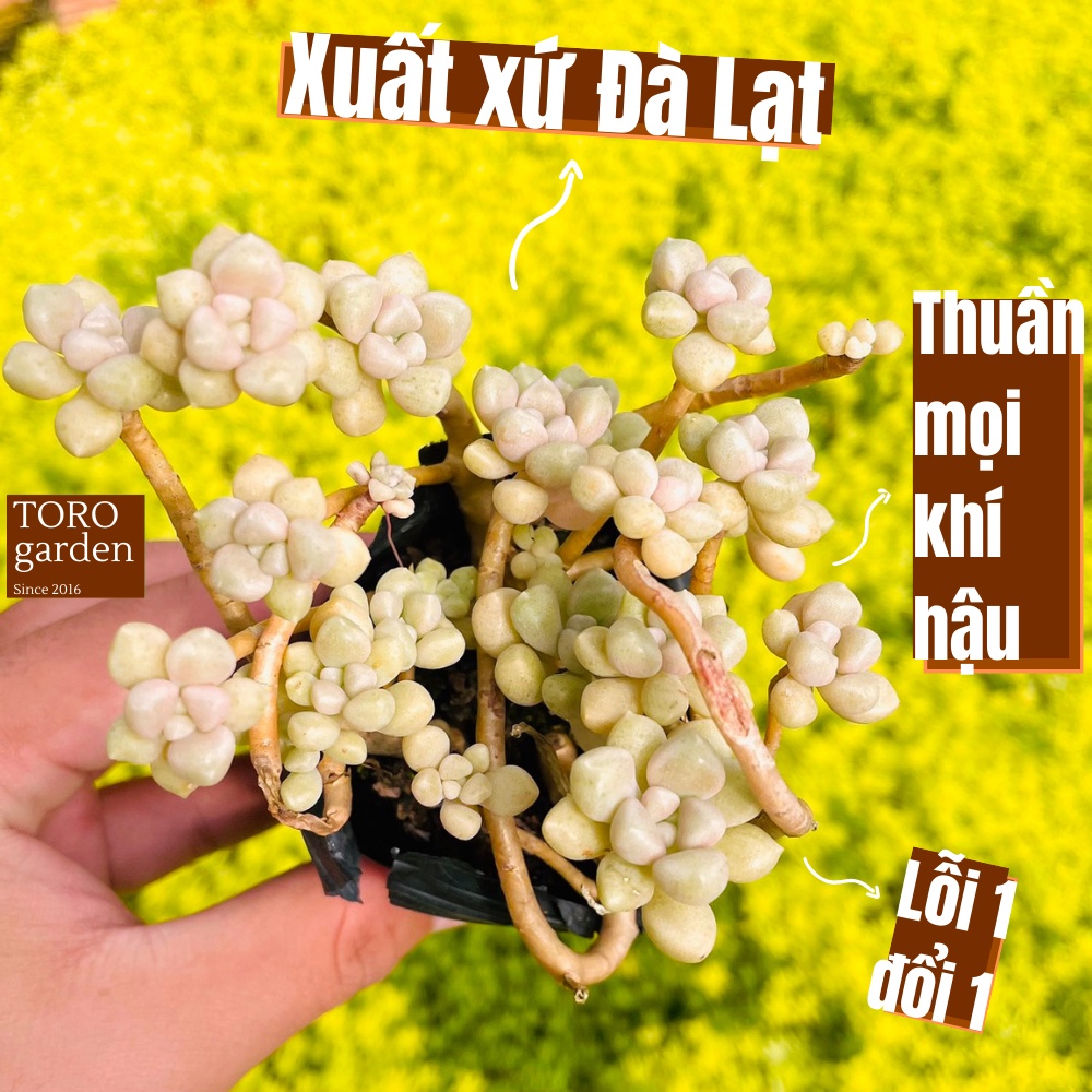 Sen đá kim tuyến cổ thụ Đà Lạt size bé cây cảnh trang trí nhà cửa Toro garden