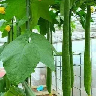 hạt giống Mướp siêu dài thái lan 5 hat