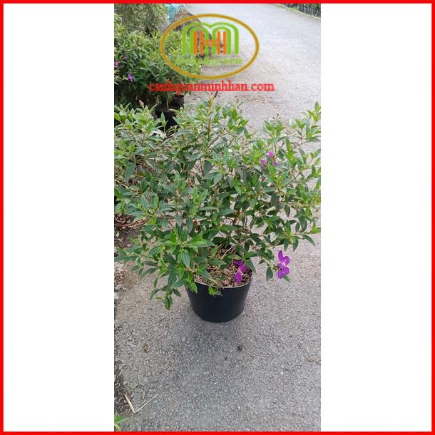 Đất vi sinh trồng cây rau ăn lá, củ, quả, rau gia vị 10kg